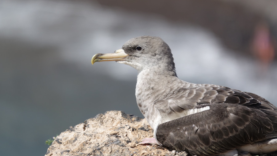 El Primer Viaje - Sustainability at Abama Resort