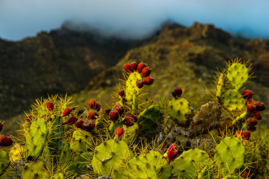 Natural environment Tenerife - Sustainability at Abama Resort