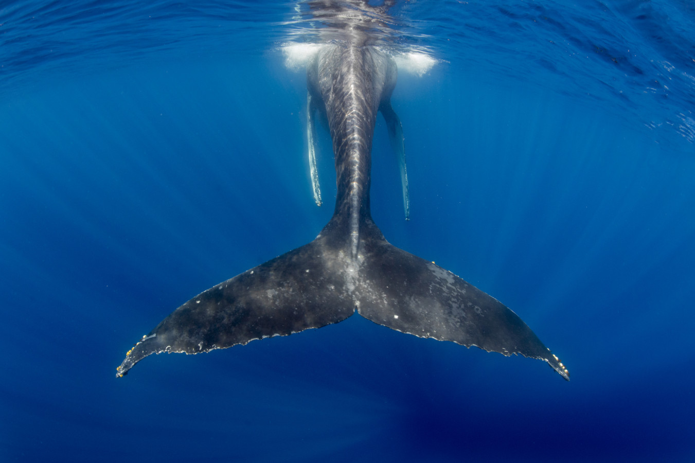 Abama Blue Ocean - Sustainability at Abama Resort